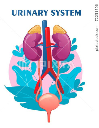 Urinar human urinary system schematic illustration - Stock Illustration ...