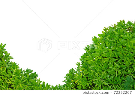 Green bush from top view isolated on white background. Green bush from top view isolated on white background. 72252267