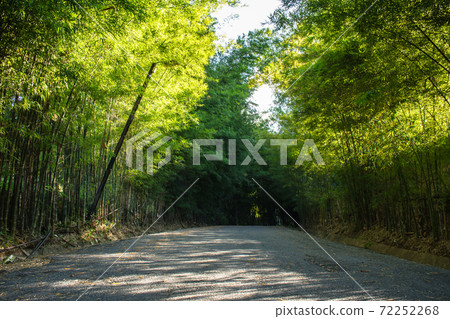 Asphalt road flanked with bamboo trees at countryside. Asphalt road flanked with bamboo trees at countryside. 72252268