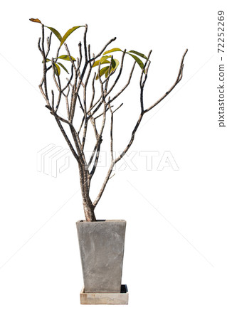 Dried tree in concrete flowerpot for decoration isolated on white background. Dried tree in concrete flowerpot for decoration isolated on white background. 72252269