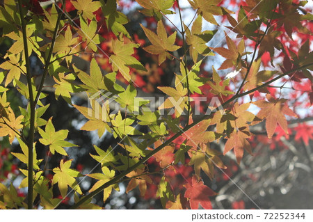 Autumn leaves of maple Autumn leaves of maple 72252344