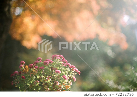 Autumn leaves and lake 72252756