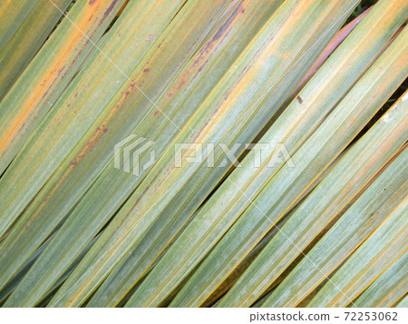 Green leaf background 72253062