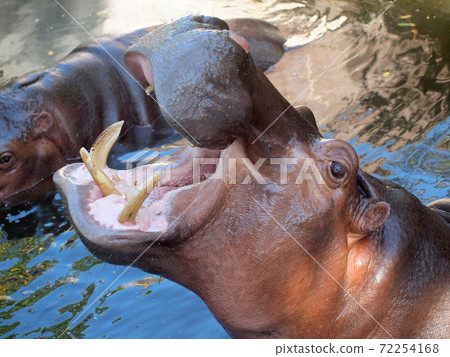 Hippopotamus showing huge jaw and teeth Hippopotamus showing huge jaw and teeth 72254168