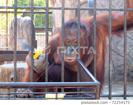 Monkey in a cage 72254173