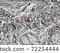Winter grass snow closeup background 72254444