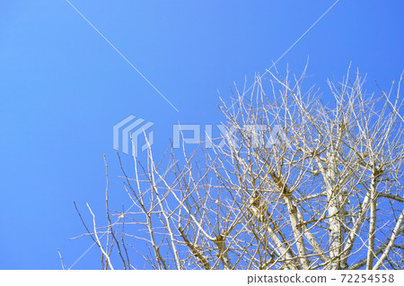 冬季圖像銀杏樹 72254558