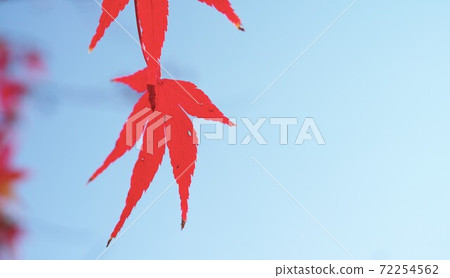 冬季圖片Momiji 72254562