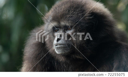 Beautiful monkey 72255075