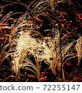 Backlit Susuki 72255147