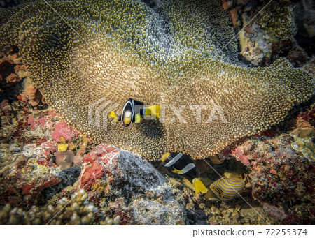 Anemonfish live under the protection of anemones at the bottom of the Indian ocean 72255374