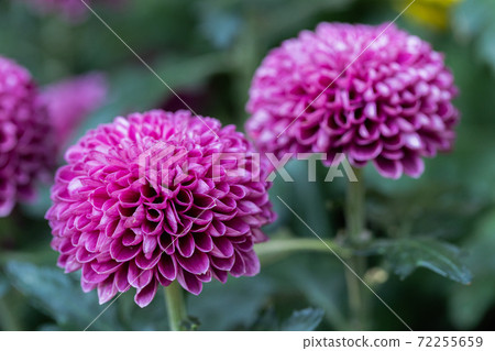 Pompom chrysanthemums flower in garden at sunny summer or spring day for decoration. Pink flower. 72255659