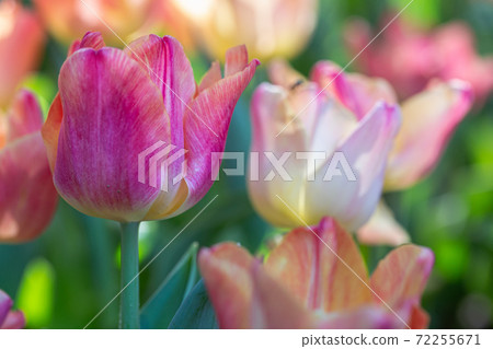 Tulip flower with green leaf background in tulip field at winter or spring day. 72255671