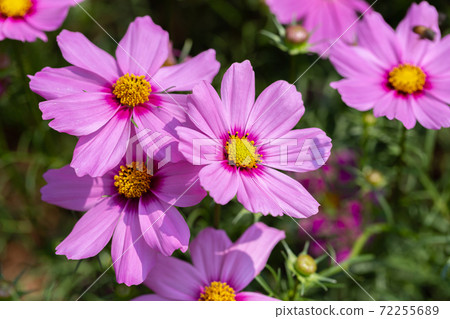 Cosmos or Mexican Aster flower in gardenat sunny summer or spring day. 72255689