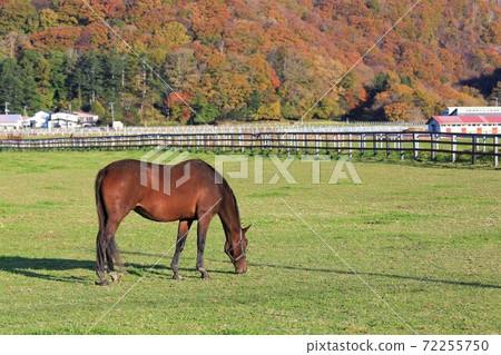 Thoroughbred Thoroughbred 72255750
