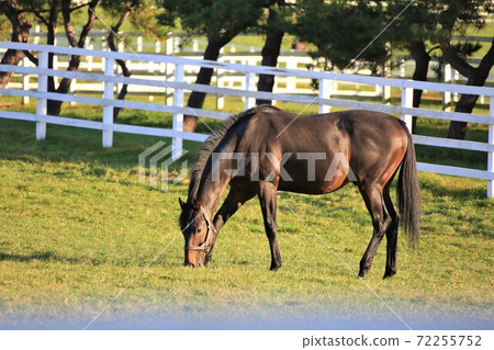 Thoroughbred 72255752