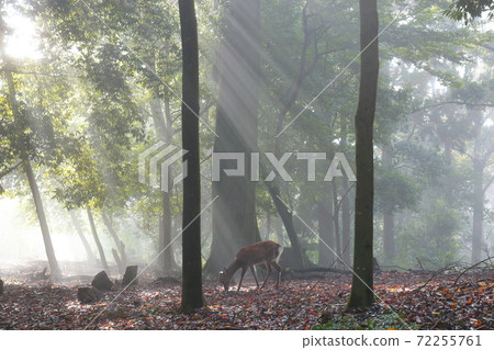 奈良,春日山原始森林和鹿在清晨閃耀 奈良,春日山原始森林和鹿在清晨閃耀 72255761
