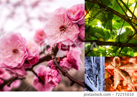 Spring Summer Autumn Winter background image Spring Summer Autumn Winter background image 72255810