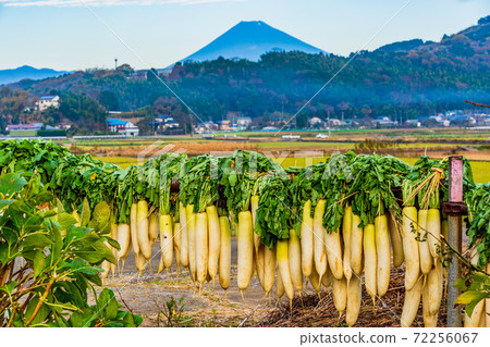 （靜岡縣）塔那盆地的干蘿蔔和富士山 72256067