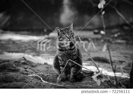 東京的流浪貓 東京的流浪貓 72256111
