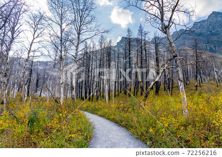 Bears Hump hiking trail after Kenow Wildfire in 2020 autumn. Waterton Lakes National Park, Alberta, Canada. 72256216