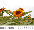 Yellow   Sunflowers and the  sky background 72256294