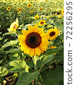 The yellow Sunflowers field were blossom  72256295