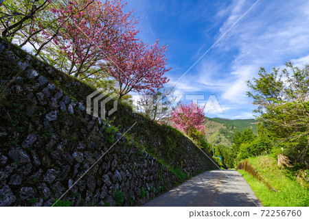 [國道439號]盛開的櫻花路 72256760