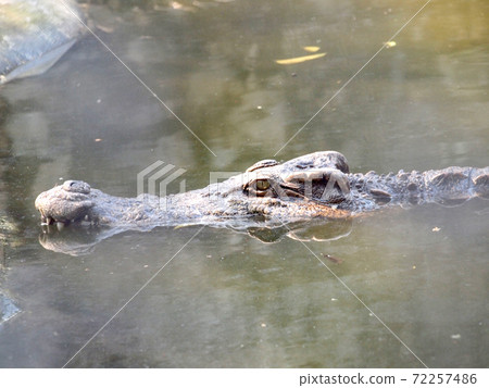 Crocodile Eyes Detail Close Up Crocodile Eyes Detail Close Up 72257486