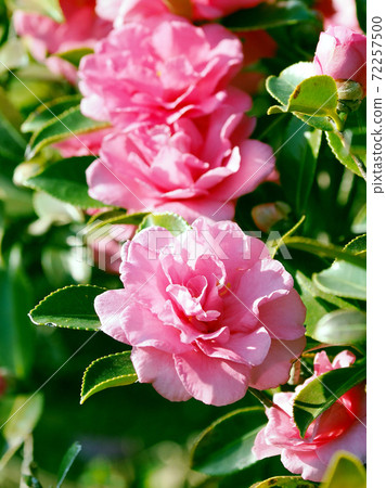 Beautiful sasanqua (sasanqua) (natural texture) Beautiful sasanqua (sasanqua) (natural texture) 72257500