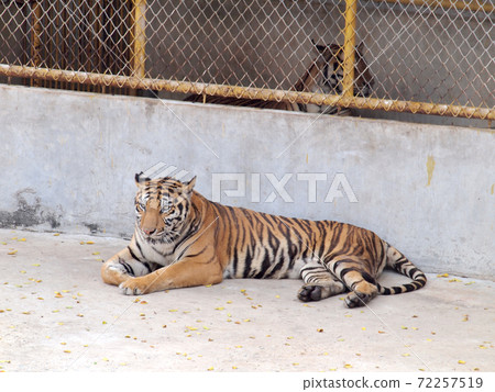 Royal Bengal tiger Royal Bengal tiger 72257519