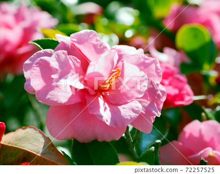 Beautiful sasanqua (sasanqua) (natural texture) Beautiful sasanqua (sasanqua) (natural texture) 72257525