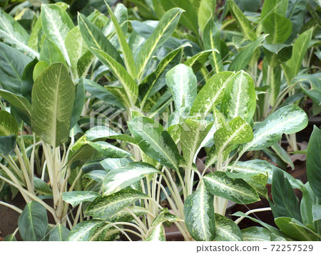 green leaf background green leaf background 72257529