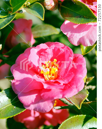 Beautiful sasanqua (sasanqua) (natural texture) Beautiful sasanqua (sasanqua) (natural texture) 72257530