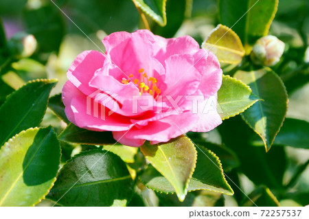 Beautiful sasanqua (sasanqua) (natural texture) Beautiful sasanqua (sasanqua) (natural texture) 72257537