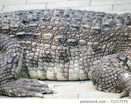 Crocodile skin Crocodile skin 72257570