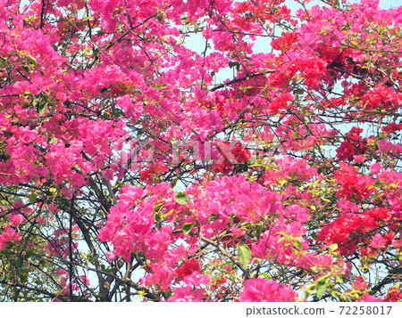 Pink Bougainvillea flowers Pink Bougainvillea flowers 72258017