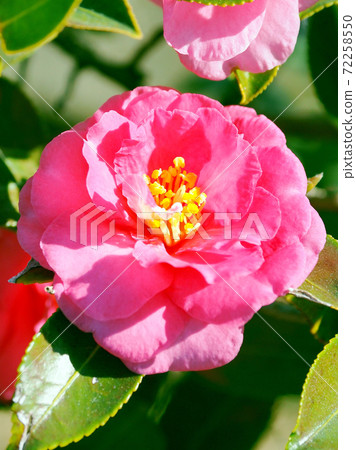 Beautiful sasanqua (sasanqua) (natural texture) Beautiful sasanqua (sasanqua) (natural texture) 72258550