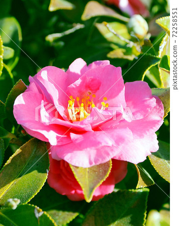 Beautiful sasanqua (sasanqua) (natural texture) Beautiful sasanqua (sasanqua) (natural texture) 72258551