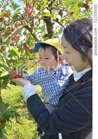 Parents and children picking apples in the field Parents and children picking apples in the field 72259388