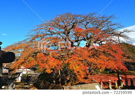 Late autumn, Chichibu City, Saitama Prefecture, No. 8 Chichibu Fudasho, Saizenji Temple Kominekaede 72259599