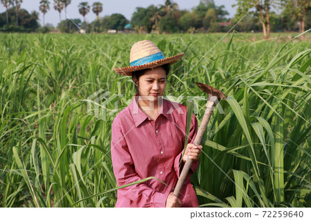 Woman farmer with hoe in hand working in the sugarcane farm and wearing a straw hat  72259640