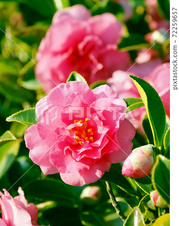 Beautiful sasanqua (sasanqua) (natural texture) 72259657