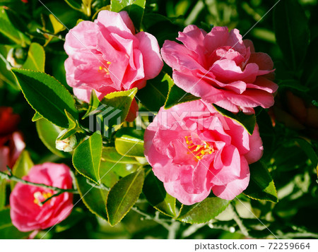 Beautiful sasanqua (sasanqua) (natural texture) Beautiful sasanqua (sasanqua) (natural texture) 72259664