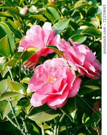 Beautiful sasanqua (sasanqua) (natural texture) Beautiful sasanqua (sasanqua) (natural texture) 72259665