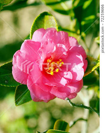Beautiful sasanqua (sasanqua) (natural texture) Beautiful sasanqua (sasanqua) (natural texture) 72259666