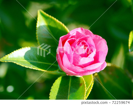 Beautiful sasanqua (sasanqua) (natural texture) 72259674