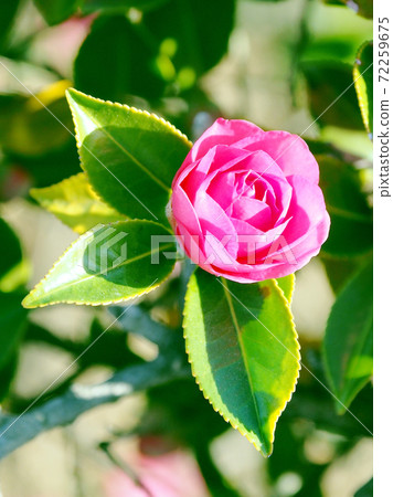 Beautiful sasanqua (sasanqua) (natural texture) 72259675
