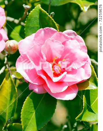 Beautiful sasanqua (sasanqua) (natural texture) 72259676