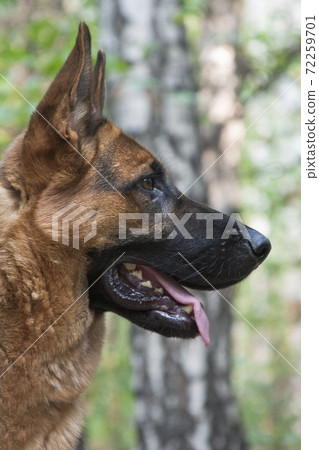 German shepherd dog. Profile portrait. 72259701